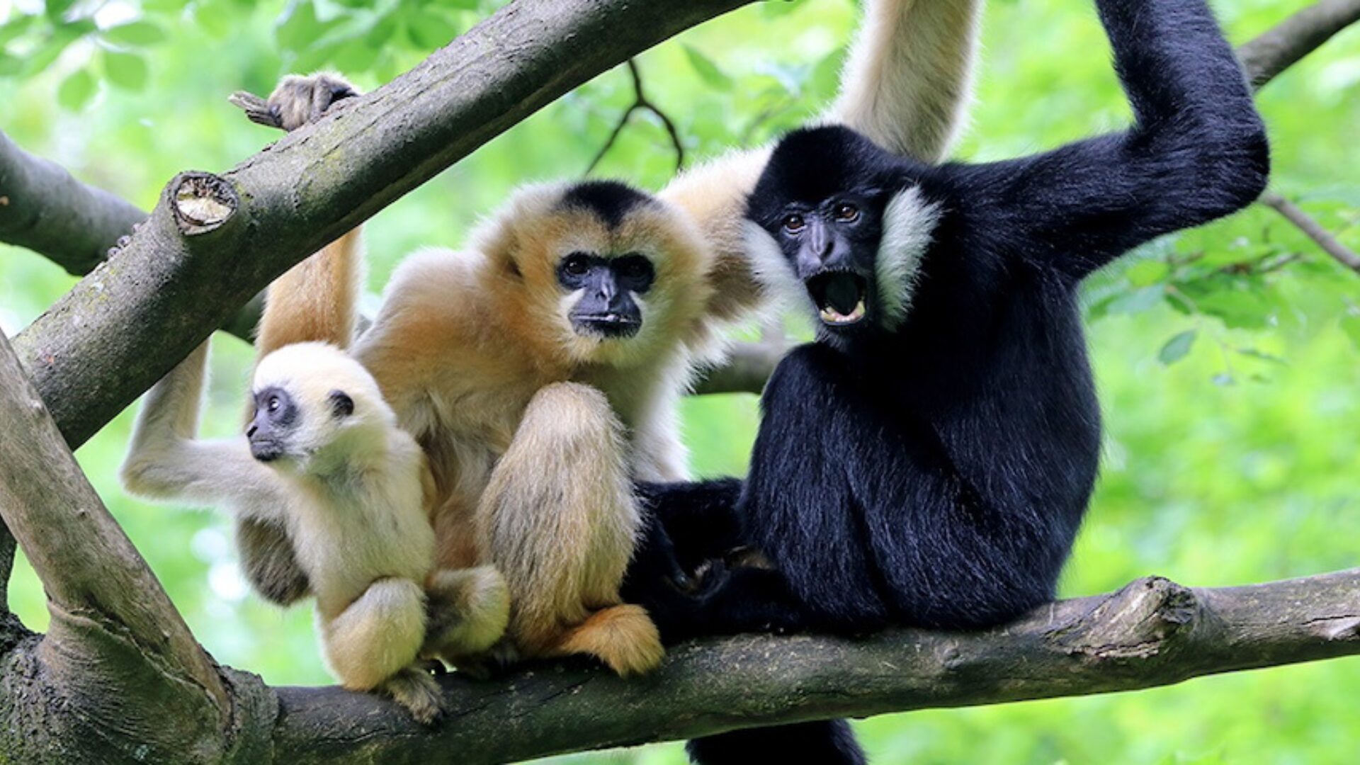 Gibbon Experience Adventure Tour
