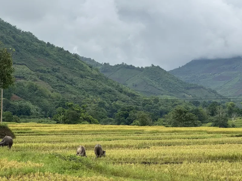 Luang Namtha, Laos